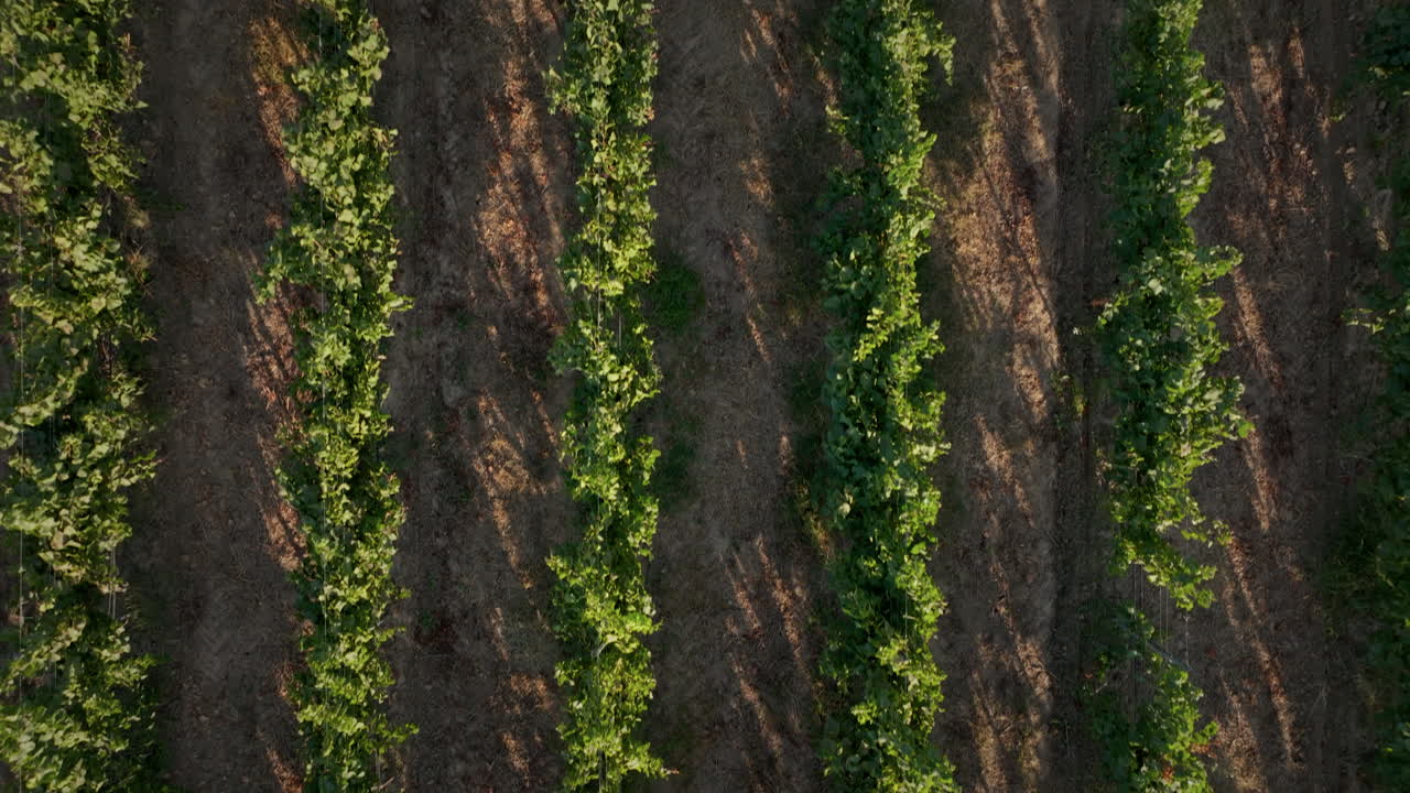 viñedos al atardecer sobre toma aérea