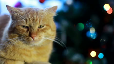 a scottish fold cat lay down on sofa near the christmas tree with lights a scottish fold cat lay down on sofa near the christmas tree with