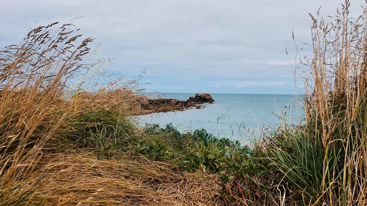 고독한 해변의 야생 초목