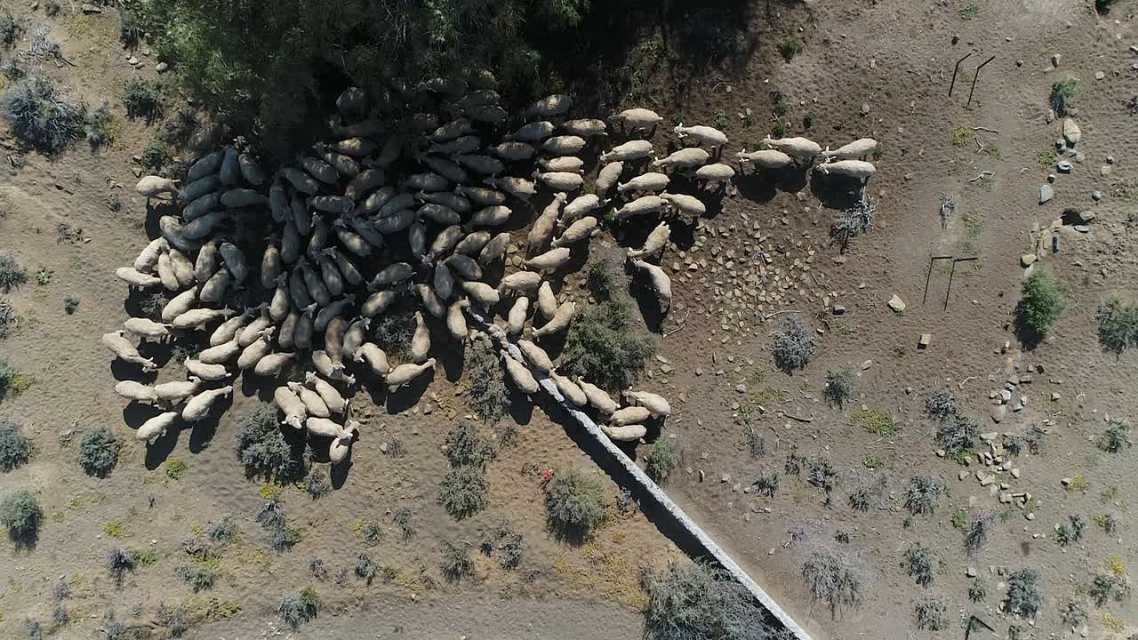 Domestic flock of sheep feed in shade of large tree, arid land aerial