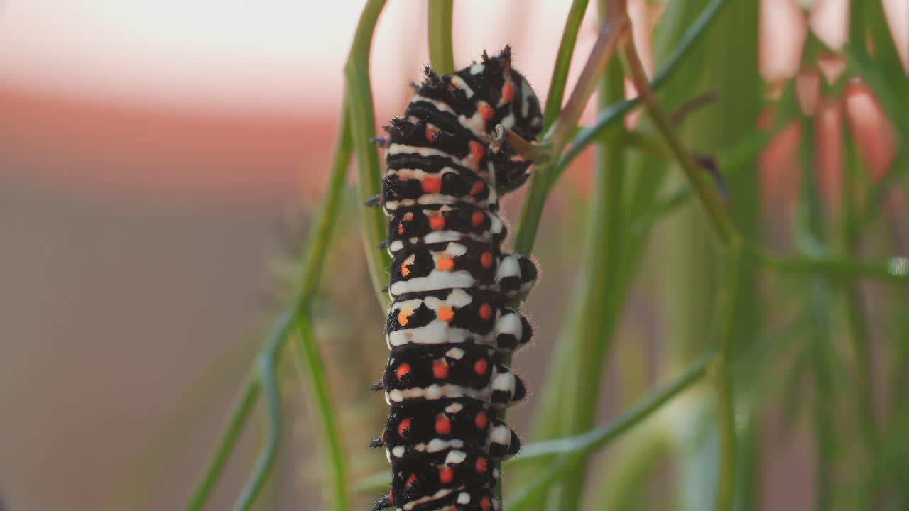 toma macro de una oruga de mariposa de cola de golondrina mientras descansa sobre una rama de anís y luego comienza a moverse
