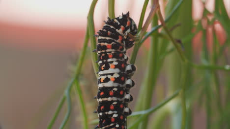 macro shot of a swallowtail butterfly caterpillar as it rests on a branch of anise and then begins to move