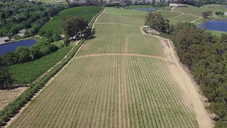 Drone-fly-over-vineyard-revealing-beautiful-landscape