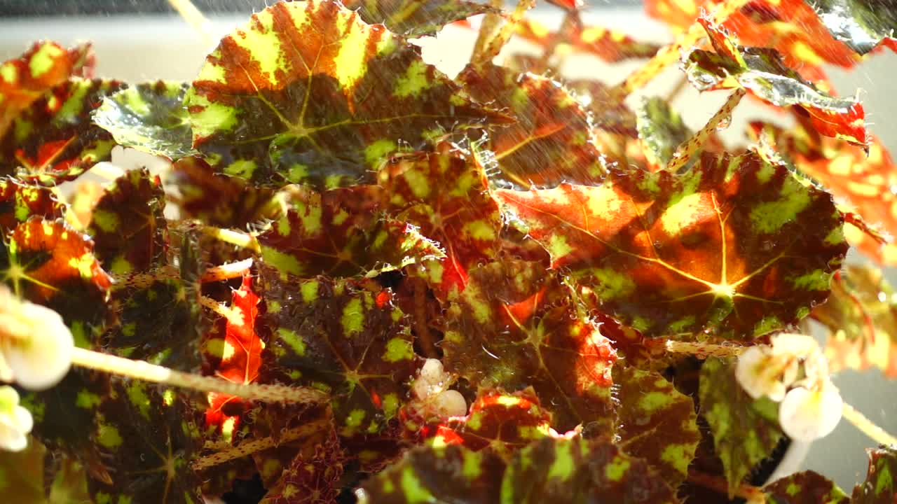 Innaffiatura di un fiore con lo spruzzino. Rallentatore.