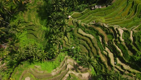 a bird's eye view of rice paddies and a group of palm trees in bali