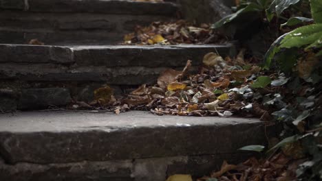 autumn leaves gathered on stones steps medium tilting shot