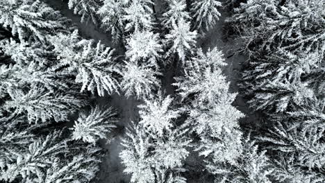 dense pine forest covered in thick layer of snow, aerial top down view