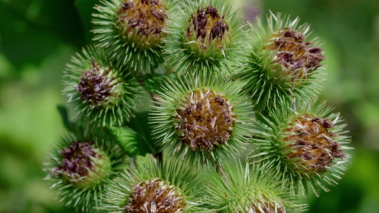 Nærbillede af stor burre, Arctium lappa, frøstande. Sommer. Storbritannien.
