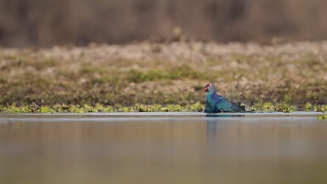 La-Foto-Del-Baño-De-Pájaros-Del-Calamón-De-Cabeza-Gris-En-El-Lago.