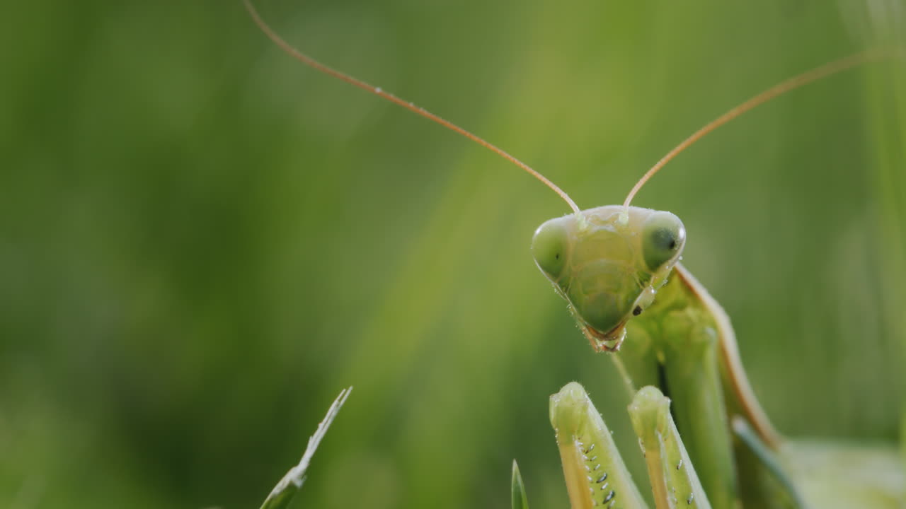La mantide religiosa si nasconde nell'erba verde e si mimetizza con lo sfondo.