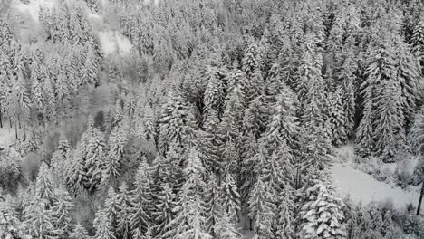 welcome to winter wonderland - enjoy the flight over snow-covered spruce forests