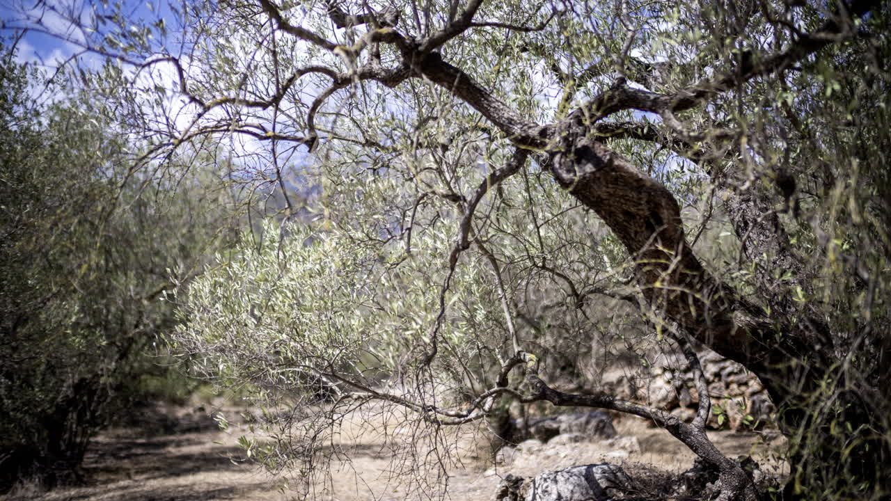 스페인 산맥의 올리브 나무