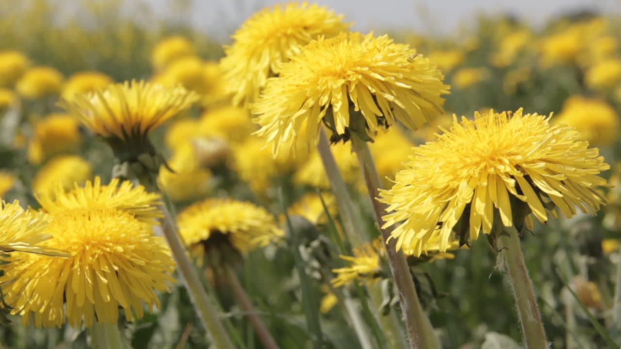 Paardenbloemenveld achtergrond op zonnige dag