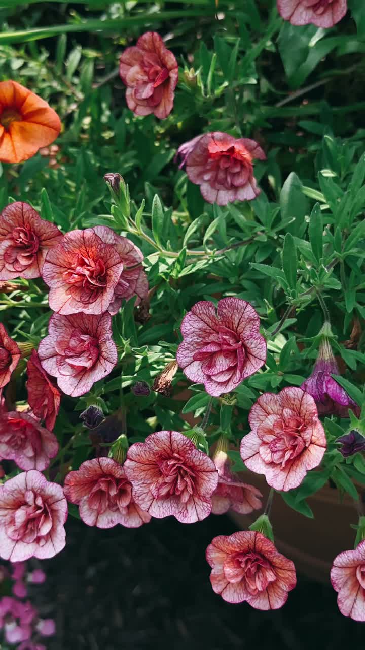 hermosas petunias rosas y naranjas en una olla