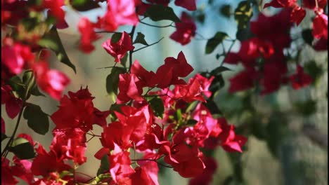 red bougainvillea flowers