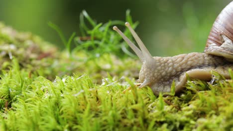 helix pomatia also roman snail, burgundy snail