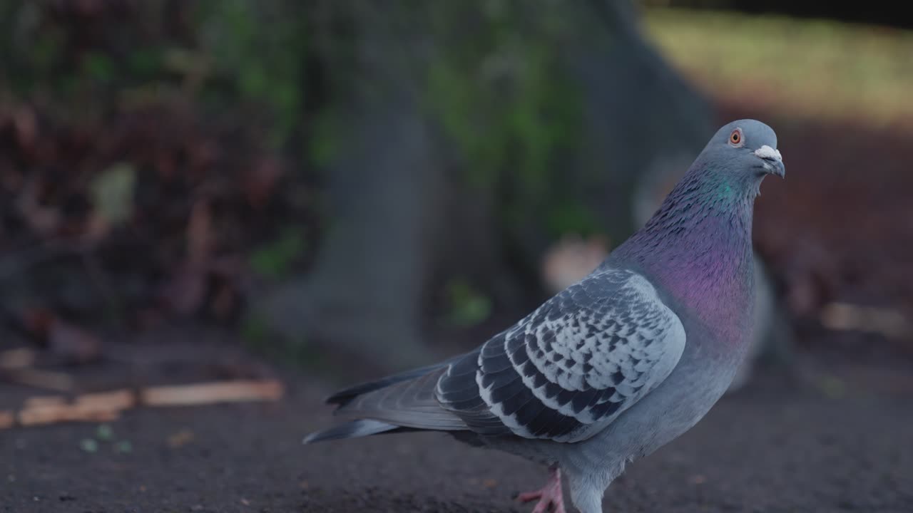 la paloma investiga la cámara en primer plano mientras una ardilla agarra una semilla para comer en el fondo