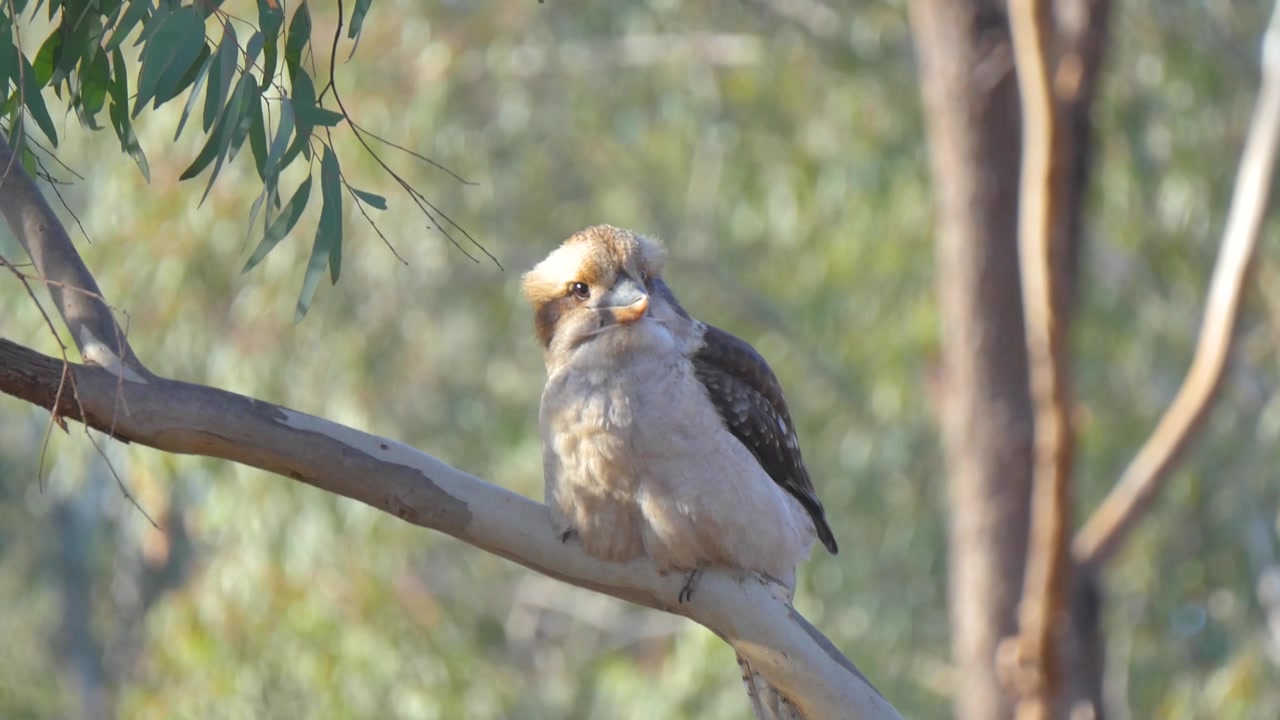 Pájaro kookaburra posado en la rama de un árbol