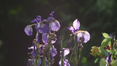 purple iris at dusk swaying in the wind