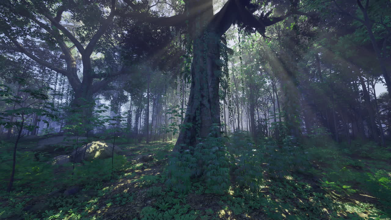 Sunlight filters through trees in a dense forest during a calm morning