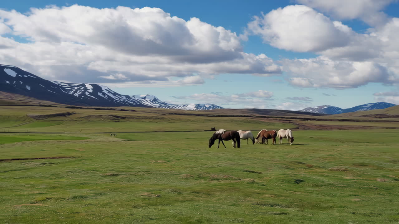 배경 에 산 이 있는 들판 에 있는 말 들
