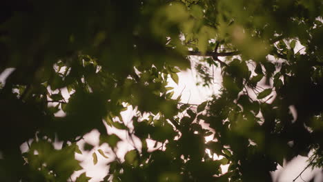 soft sunlight filters through vibrant green leaves, casting gentle shadows as they sway in breeze, close-up of natural light illuminating leaves creates a calming, peaceful atmosphere