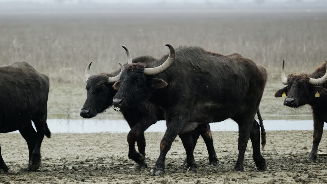 Water buffaloes move steadily across the foggy Kerkini wetlands, creating a serene and natural scene. Ideal for wildlife documentaries or nature-themed projects