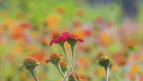 pair mexican sunflower joined together