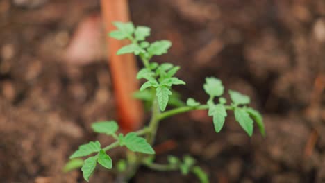 young cherry tomato plants in a backyard garden, thriving in rich soil under natural light. ideal for organic gardening, sustainable living, or healthy eating themes.