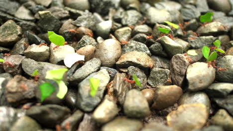 leaf cutter ants carrying chopped leaf pieces in a line over rocks in jungle