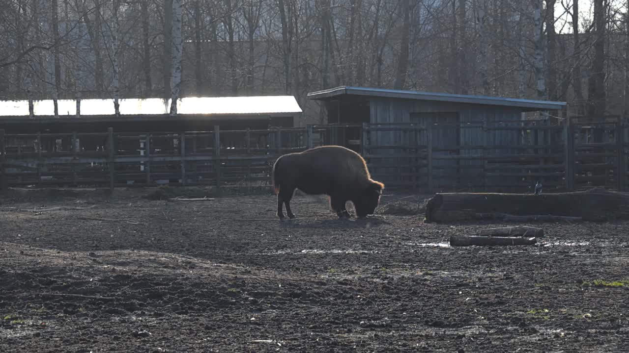 Slow panning footage of wild bull grazing in the muddy field with fallen tree trunk.Big buffalo enjoying warm sun glow, brown fur illuminated by light. Bison in profile standing still with head down