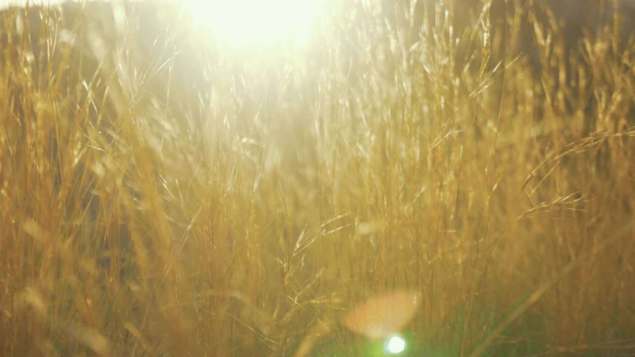 красивая золотая трава крупным планом на закате