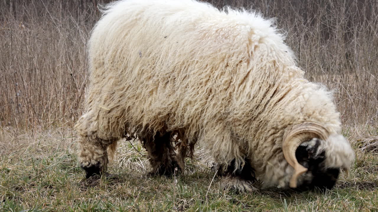 Another variation of Alpine sheep grazing in an open pasture, capturing their calm movement and natural behavior in a simple rural setting.