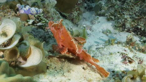 a beautiful pink rhinopias eschmeyeri gently sways perfectly in the ocean current mimicking the surrounding soft corals