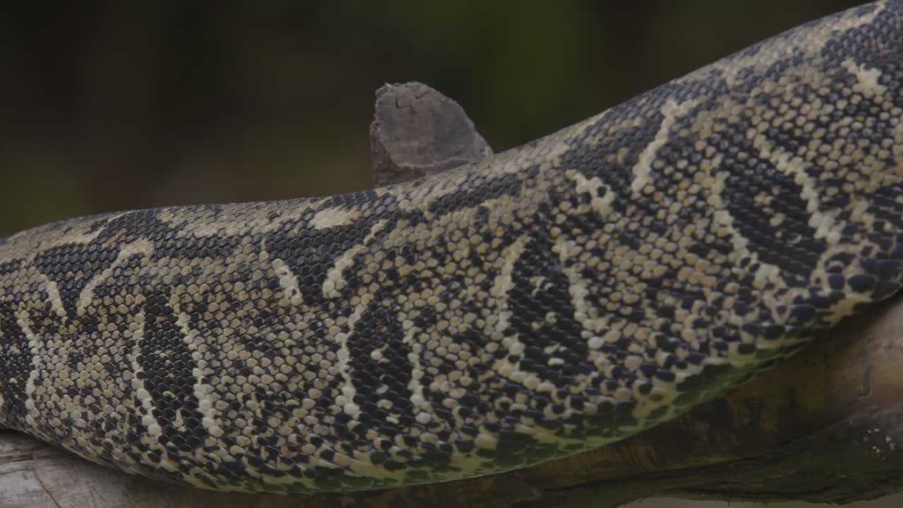 A boa constrictor wrapped tightly around a tree branch in its natural jungle habitat. Shot in daylight with shallow depth of field, showing detailed snake patterns and tropical environment