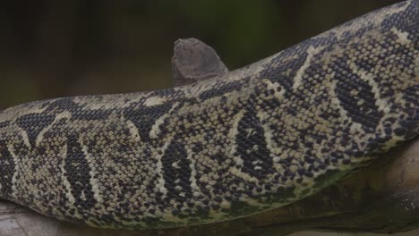 a boa constrictor wrapped tightly around a tree branch in its natural jungle habitat. shot in daylight with shallow depth of field, showing detailed snake patterns and tropical environment
