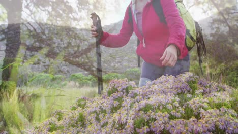 smiling caucasian senior woman hiking, kneeling and touching plants, over trees and sunlight