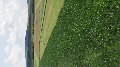 Flyover-above-green-corn-and-hayfields-in-Delnita,-Romania