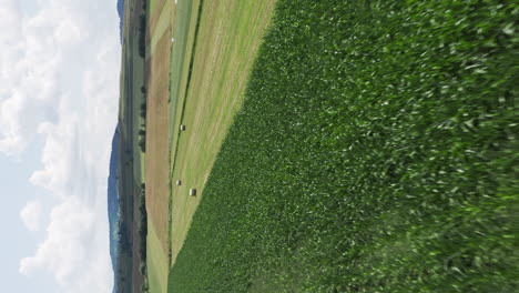 flyover above green corn and hayfields in delnita, romania