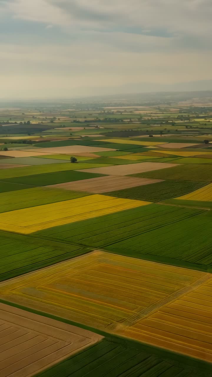 Vertical video: Launching drone moving forward lowering over farmland showing fields and lone tree