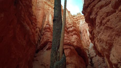 tiro inclinado hacia arriba de un árbol que crece de otro árbol en un cañón del desierto