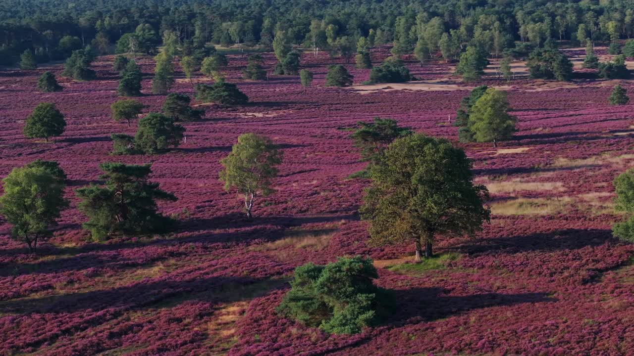 Purple Heather Landscape with Trees