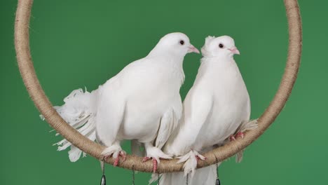 un par de palomas con un hermoso plumaje blanco se sienta en un círculo decorativo. pájaros entrenados para el circo posando en el estudio en una pantalla verde clave de croma. coqueteo suave de pájaros. cámara lenta