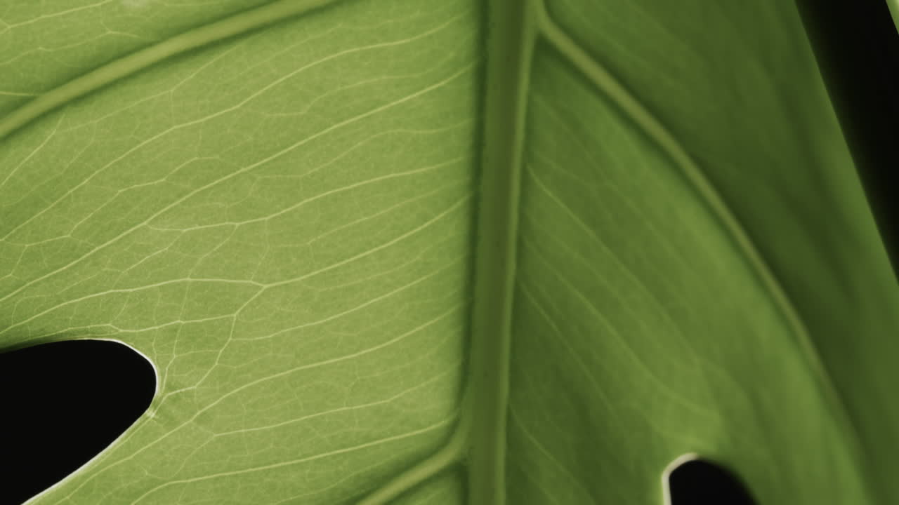 micro vídeo de primer plano de la hoja verde con espacio de copia