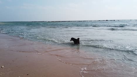 Zeitlupe-Eines-Indischen-Wildhundes,-Der-Im-Meerwasserozean-An-Einem-Einsamen-Strand-Auf-Den-Andamanen-Mit-Dem-Alten-Wald-Dahinter-Spielt