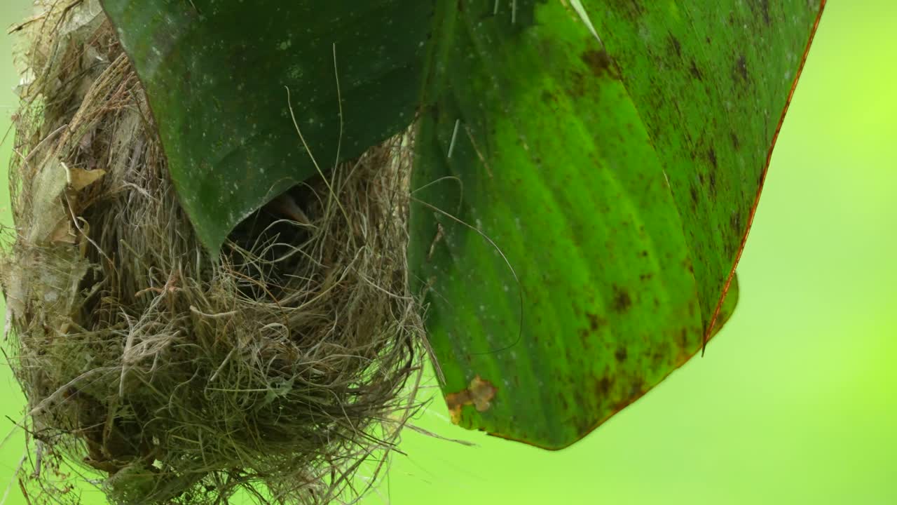 Little Spiderhunter's nest, ingeniously constructed and hanging from the underside of a large green leaf, likely a banana leaf, for concealment and protection in tropical environment