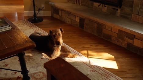 close up of an airedale terrier dog laying on a rug in the sunshine in front of a stone fireplace