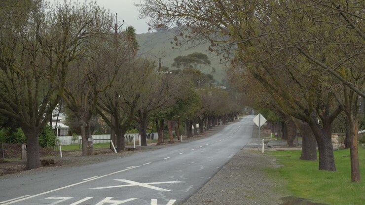 Strada asfaltata tranquilla fiancheggiata da alberi decidui a Tanunda, Barossa Valley, Australia Meridionale. Ripresa statica a campo lungo