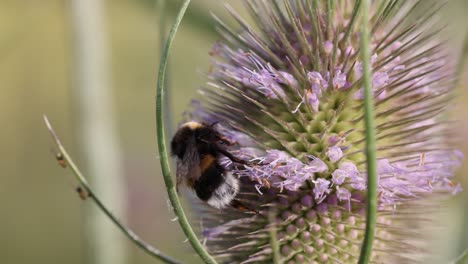 Macro-Primer-Plano-De-Abejorro-Salvaje-Recogiendo-Polen-De-Flor-En-Flor-En-La-Naturaleza