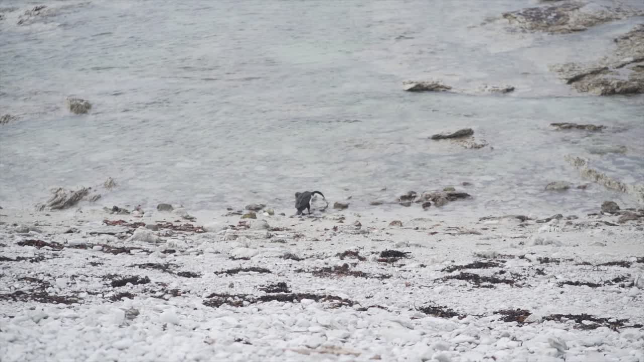 Bird on a rocky beach
